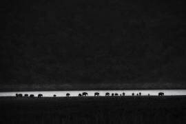 Ants or elephants (Swapnil) - Muzeo.com