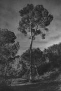 Arborescences (Pepa Aston ) - Muzeo.com