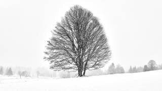 Arbre solitaire (Martin Froyda) - Muzeo.com