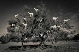 Argan loving goats (Dario Puebla) - Muzeo.com