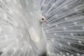 As white as snow (Victoria Ivanova) - Muzeo.com
