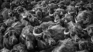 Asian buffaloes (Zuhdu Bilgin) - Muzeo.com