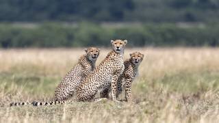 Attention, please ! (Alessandro Catta) - Muzeo.com