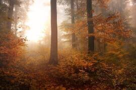 Autumn (IrmaWarth) - Muzeo.com
