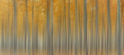 Autumn Delight (Lydia Jacobs) - Muzeo.com