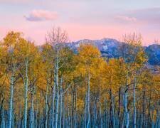 Autumn Delight (John Fan) - Muzeo.com