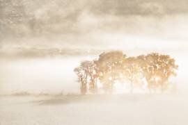 Autumn Dreams (John Fan) - Muzeo.com