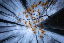 Feuilles d'automne (Plamen Penov) - Muzeo.com