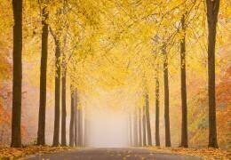 Autumn road (Keller) - Muzeo.com