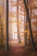 Autumn Woodland in Fog (Tobias Luxberg) - Muzeo.com
