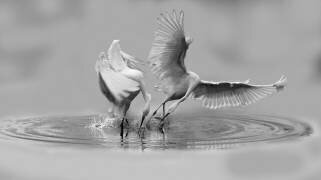 Ballet (Hong Yin) - Muzeo.com