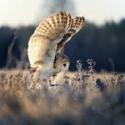 Barn owl at sunrise (Michaela Firesova) - Muzeo.com
