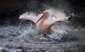 Bathing fun (Antje Wenner-Braun) - Muzeo.com