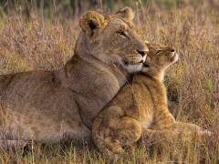 Bébé lion avec sa mère (Henry Jager) - Muzeo.com