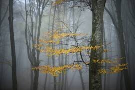 Beech Forest in Autumn (Alessandro Zocchi) - Muzeo.com