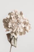Fleur séchée beige (1x Studio III) - Muzeo.com