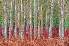 Birch forest (Jure Kravanja) - Muzeo.com