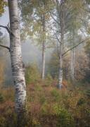 Birchtrees in morning fog (Christian Lindsten) - Muzeo.com