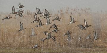 Birds in a snowstorm (Annie Keizer) - Muzeo.com