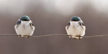 Birds on a wire (Lucie  Gagnon) - Muzeo.com