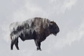 Bison - Double exposition (Angyalosi Beata) - Muzeo.com