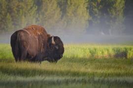 Bison in Morning Light (Sandipan Biswas ) - Muzeo.com