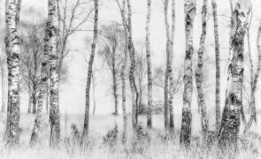 Black and white (Nel Talen) - Muzeo.com