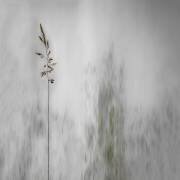 Blade of grass (Gilbert Claes ) - Muzeo.com