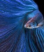 Blue Moon (Andi Halil) - Muzeo.com