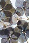 Botanical #21 (Lenka) - Muzeo.com