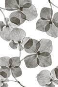 Botanique (Lenka) - Muzeo.com