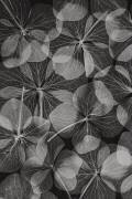 Botanique (Lenka) - Muzeo.com