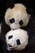 Brothers (Alessandro Catta) - Muzeo.com
