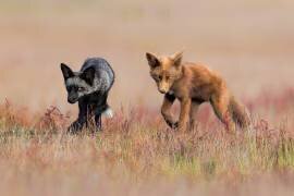 Brothers (Jun Zuo) - Muzeo.com