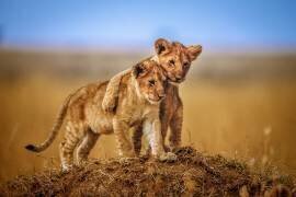 Brothers for Life (Jeffrey C. Sink) - Muzeo.com
