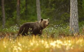 Brown Bear (Assaf Gavra) - Muzeo.com