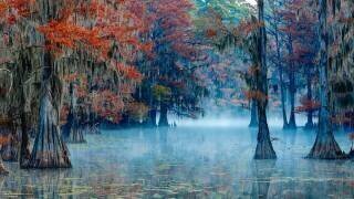Caddo Lake (James Bian) - Muzeo.com