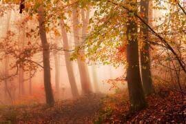 Calm walk in colors (Leif Londal) - Muzeo.com