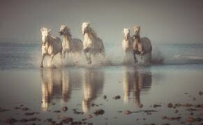 Camargue Horses (Rostovskiy Anton) - Muzeo.com