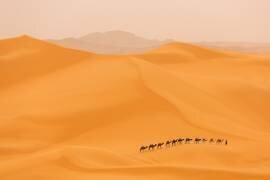 Camels caravan in Sahara (Dan Mirica) - Muzeo.com