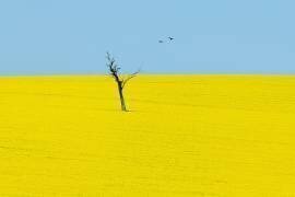 Canola Flowers (Ivylu) - Muzeo.com