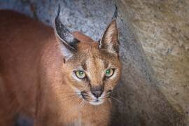 Caracal portrait (Jeffrey C. Sink) - Muzeo.com