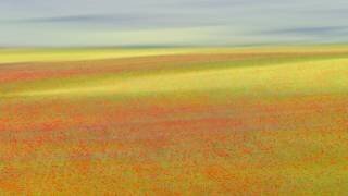 Castelluccio Colors (Roberto Marchegiani) - Muzeo.com
