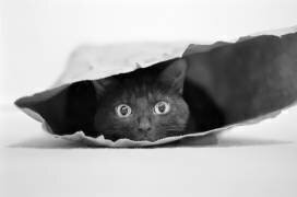 Cat in a bag (Jeremy Holthuysen) - Muzeo.com