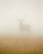 Cerf fantôme (Stuart Harling) - Muzeo.com