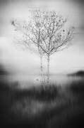 Cet arbre (Lisandro Perez Acevedo) - Muzeo.com