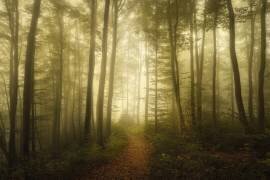 Charm of the ephemeral (Norbert Maier) - Muzeo.com