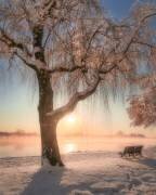 Cherry blossoms with snow (Makiko Samejima) - Muzeo.com