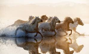 Chevaux (Summer2016) - Muzeo.com