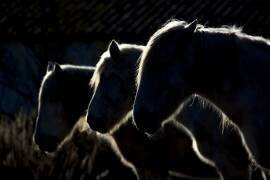 Chevaux (Michel Romaggi) - Muzeo.com